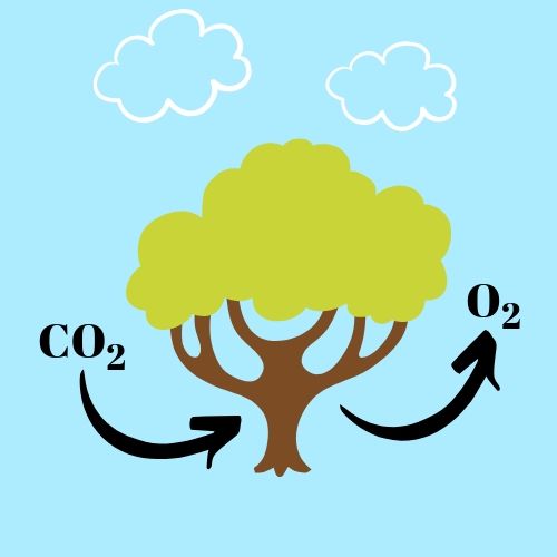 los árboles absorben el dióxido de carbono y liberan el oxígeno