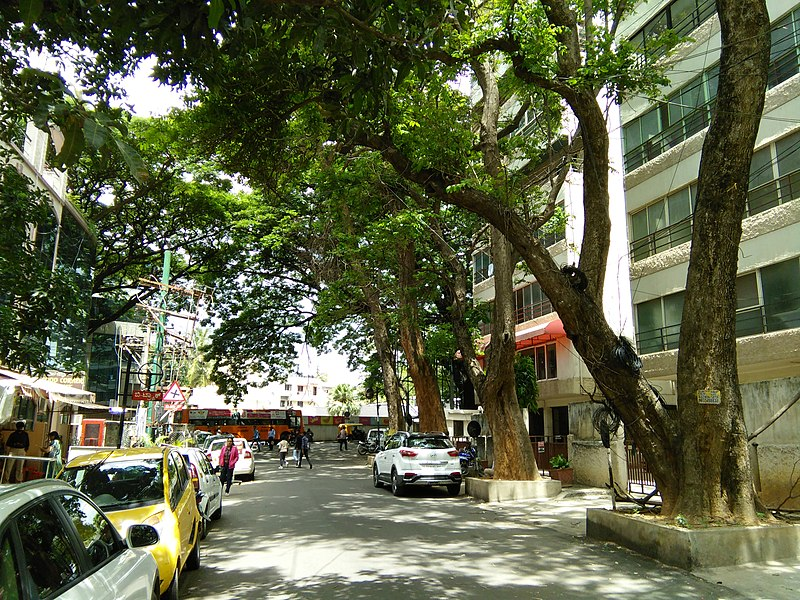 árboles en la calle de una ciudad, cerca de coches y edificios